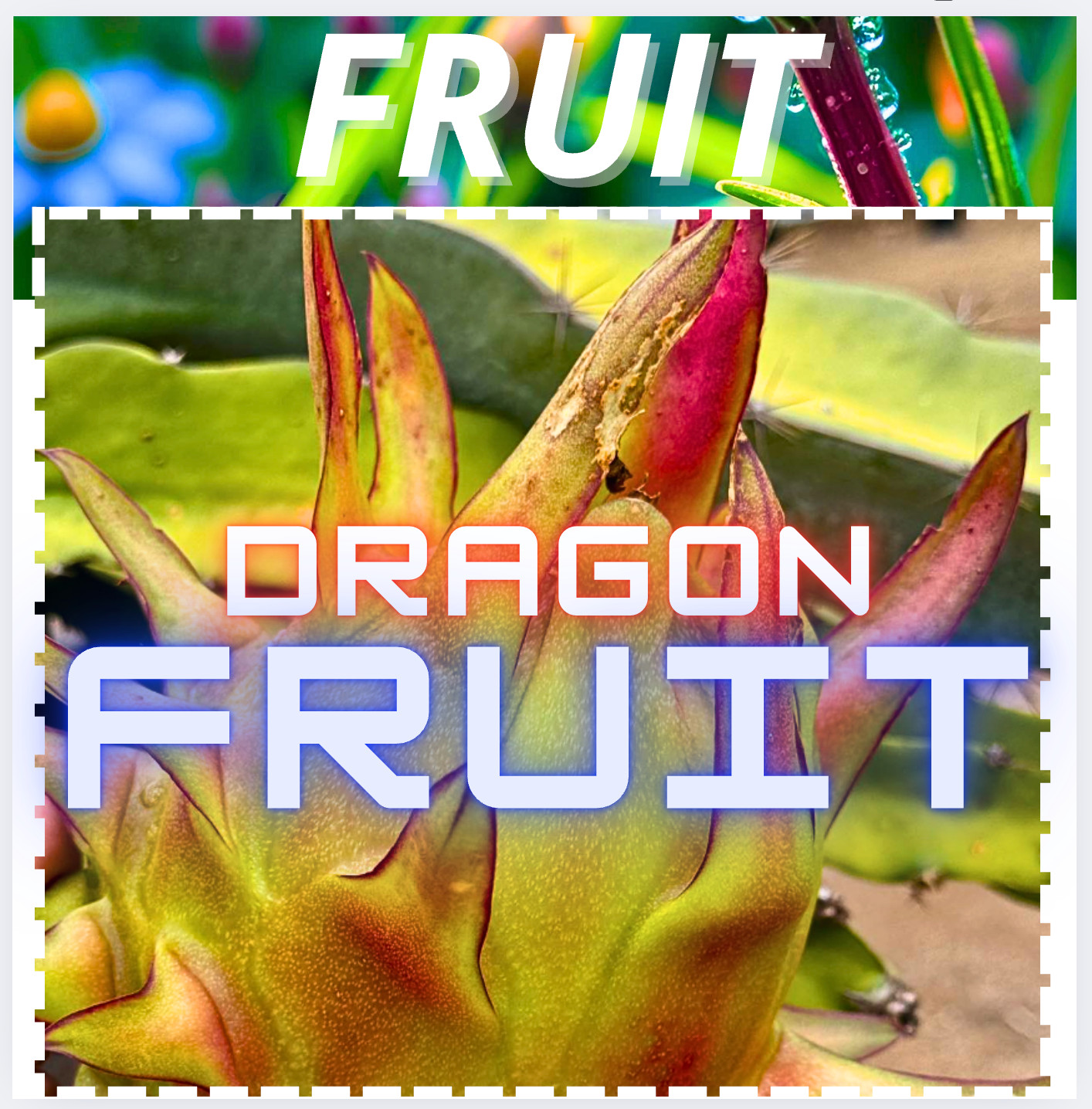 Asunta 2 Dragon Fruit