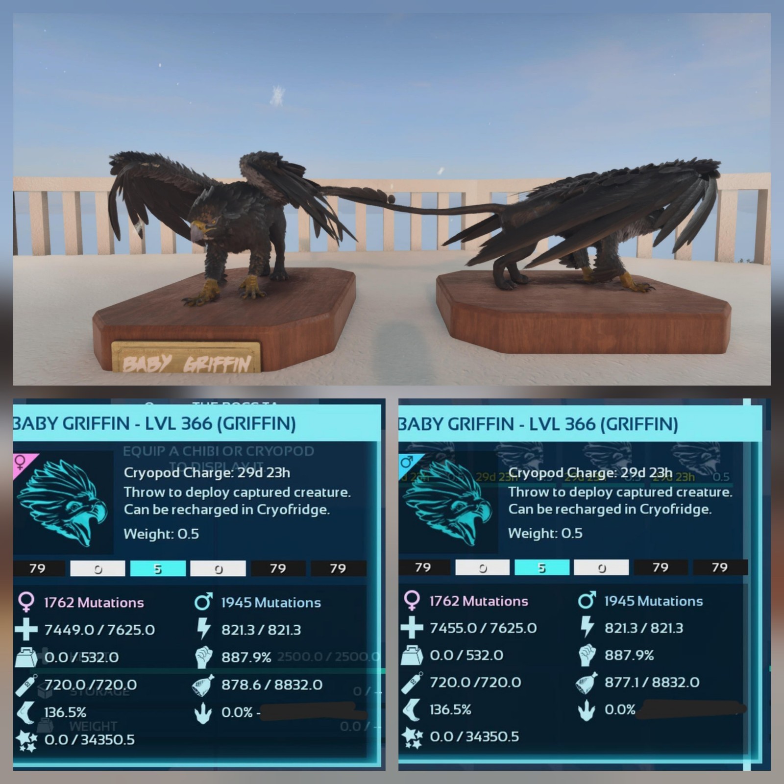 TOP GRIFFIN BLACK ID79 BABY PAIR ARK ASCENDED PVE OFFICIAL PC/XBOX/PS5