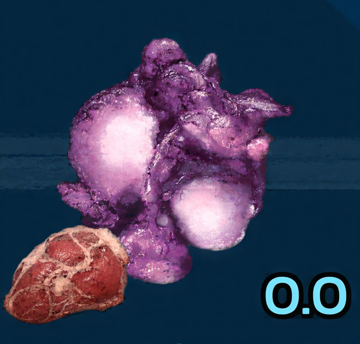 R Meat Seeds ARK🌸 Survival Ascended ASA PVE R1-R5/Raw Fish/Spoiled/Prime/Plant