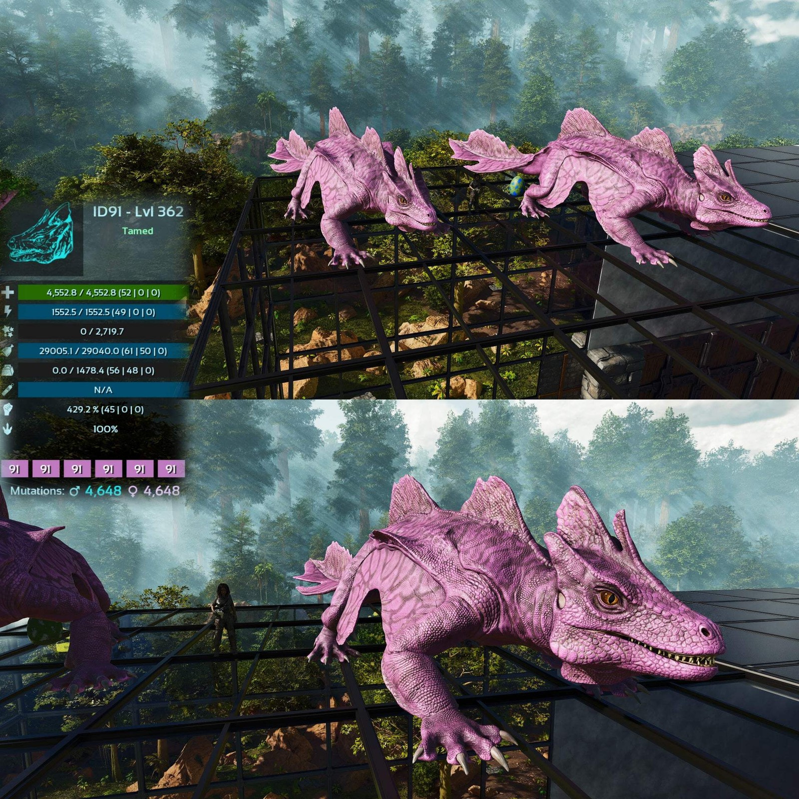 Maeguana Max Level 362 🍼 ASA PVE 🦖ARK Survival Ascended