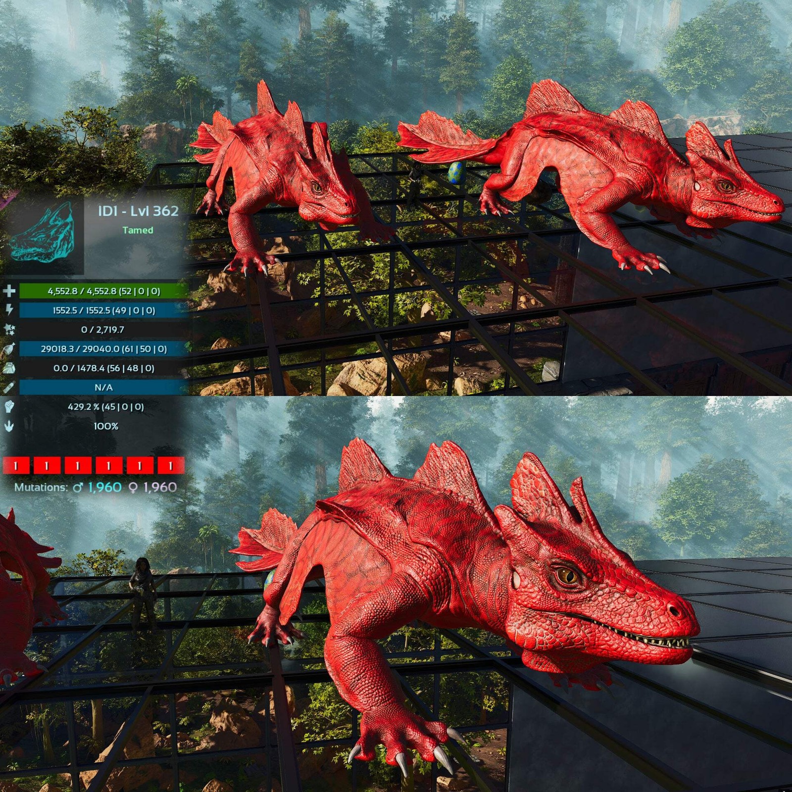 Maeguana Max Level 362 🍼 ASA PVE 🦖ARK Survival Ascended