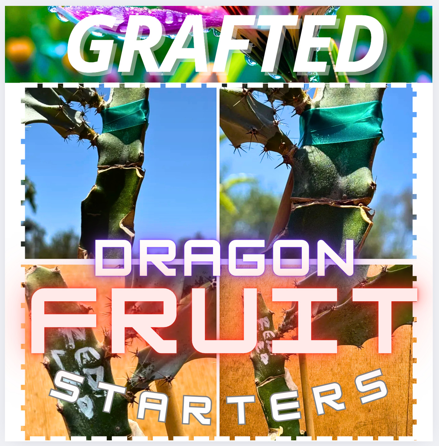Neon Dragon Fruit STARTER
