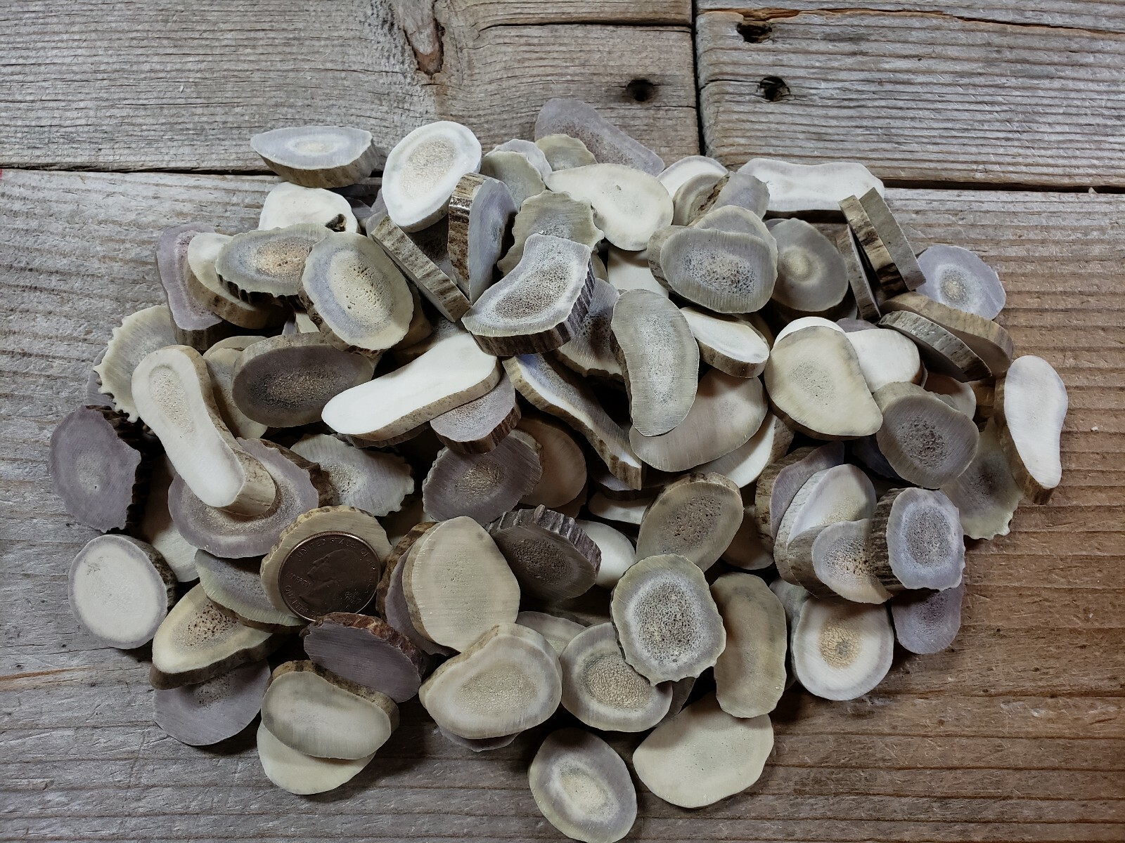 1lb Deer Antler Slices for Buttons, Charms or Runes XL Extra Large Size 1 pound