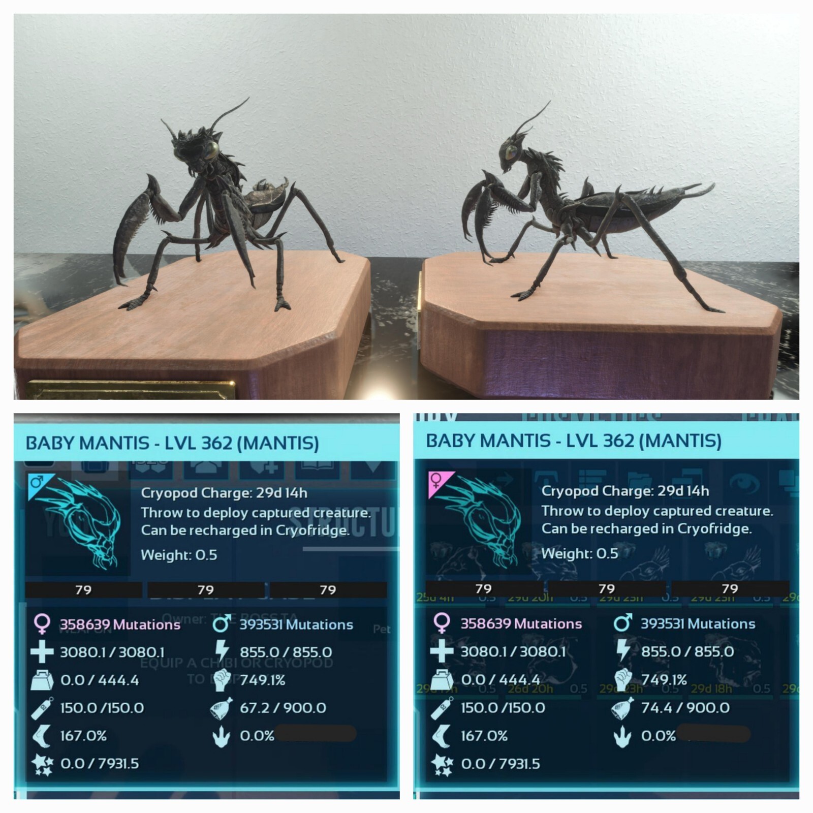 ARK ASCENDED PVE OFICIAL PAIR BABY MANTIS BLACK ID79 TOP STATUS PC/XBOX/PS5