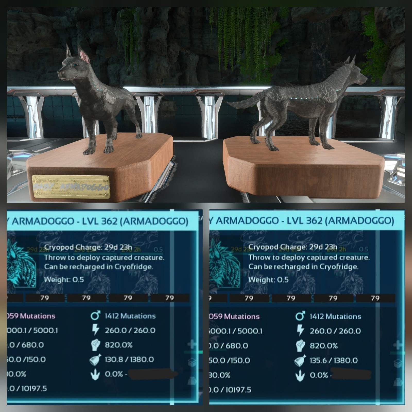 ARMADOGGO BLACK ID79 BABY PAIR TOP STATUS ARK ASCENDED PVE OFFICIAL PC/XBOX/PS5