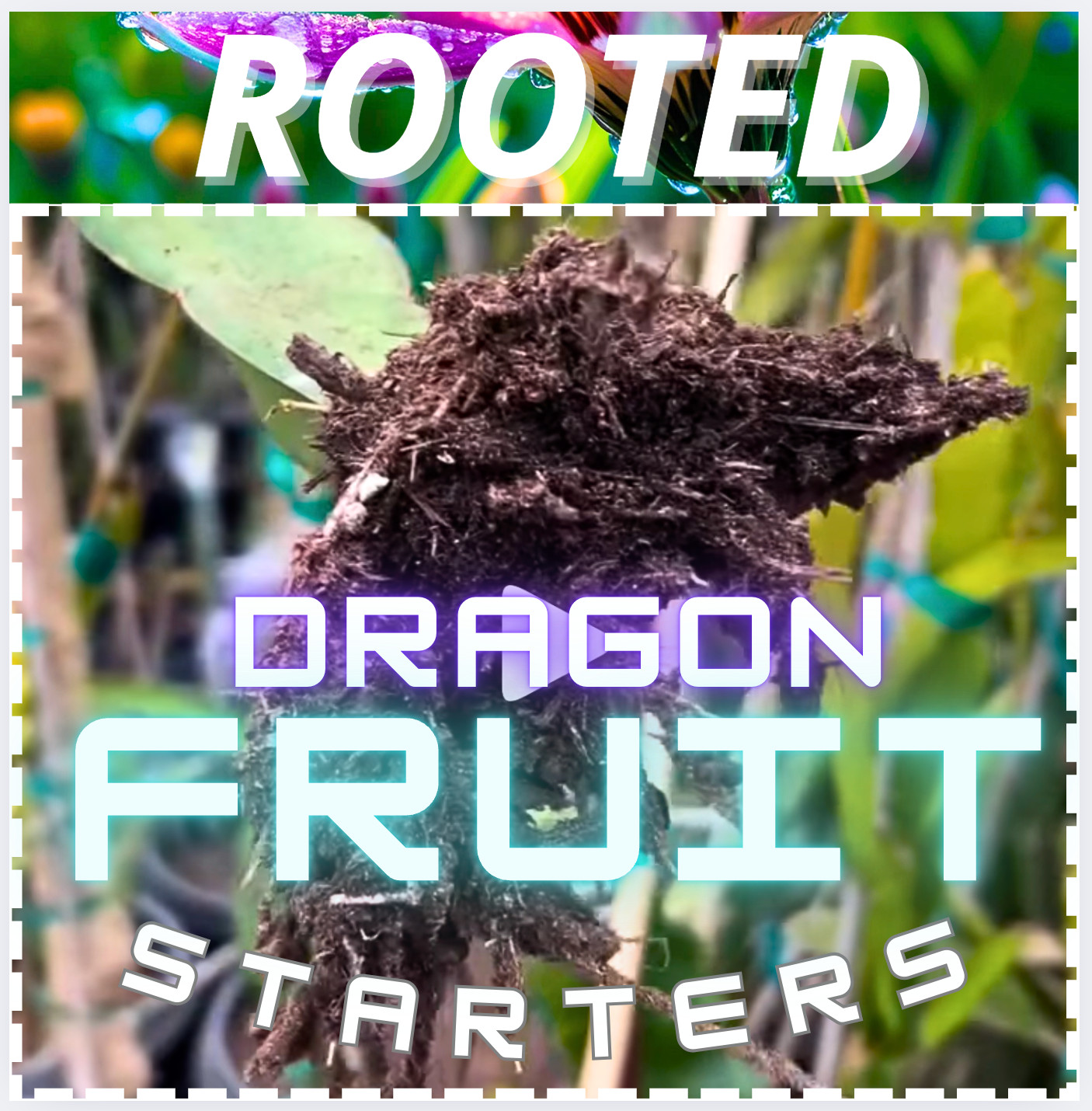 Neon Dragon Fruit STARTER