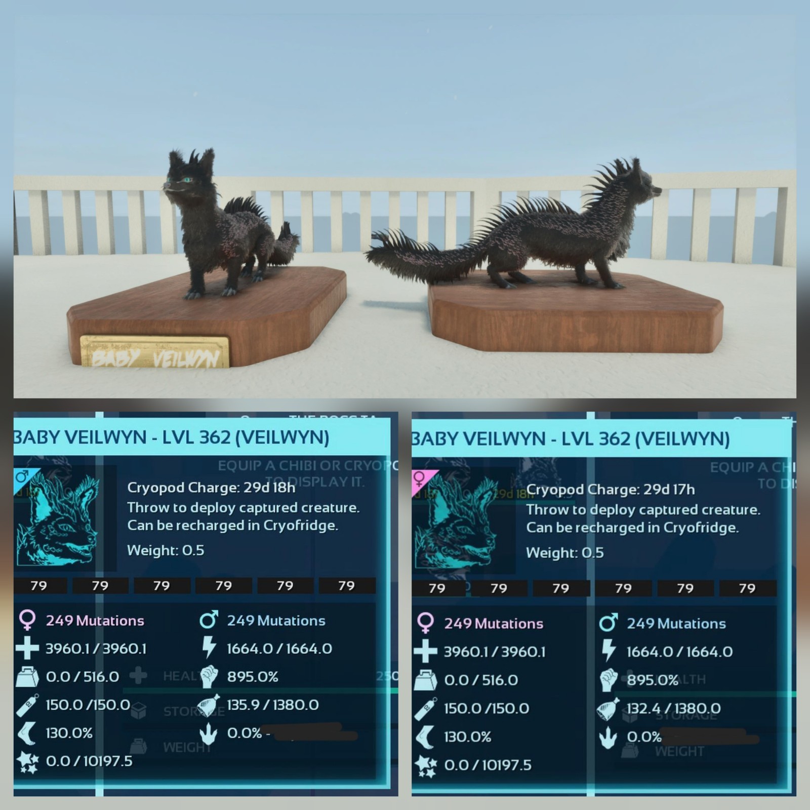 VEILWYN BLACK ID79 BABY PAIR TOP STATUS ARK ASCENDED PVE OFFICIAL PC/XBOX/PS5