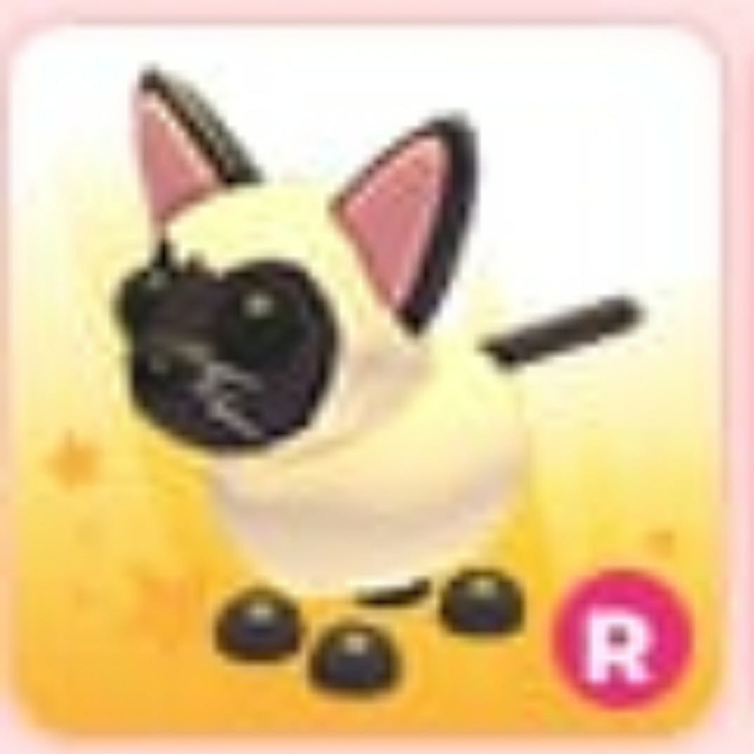 Siamese Cat | Adopt Now