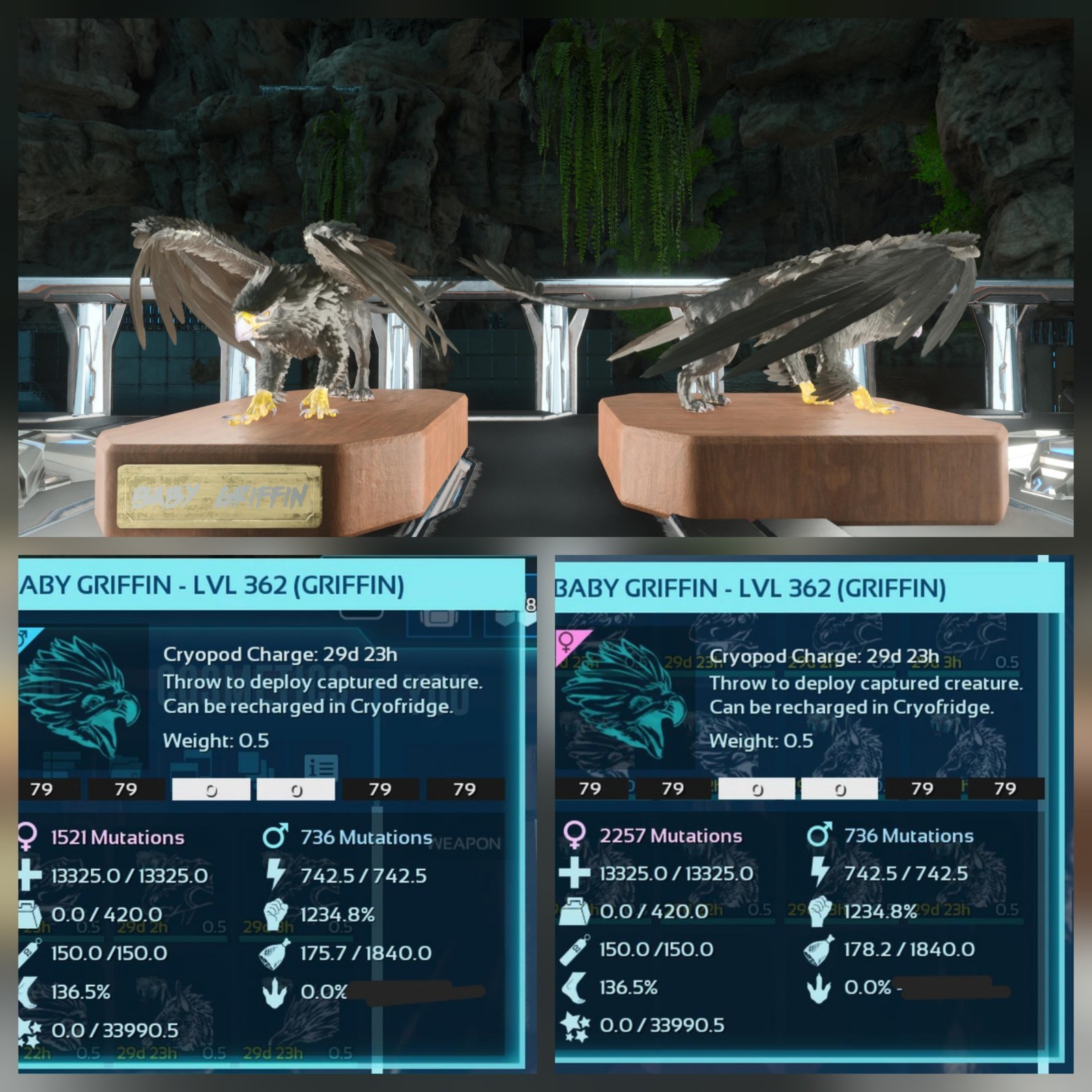 GRIFFIN TOP STATUS BLACK ID79 BABY PAIR ARK ASCENDED PVE OFFICIAL PC/XBOX/PS5