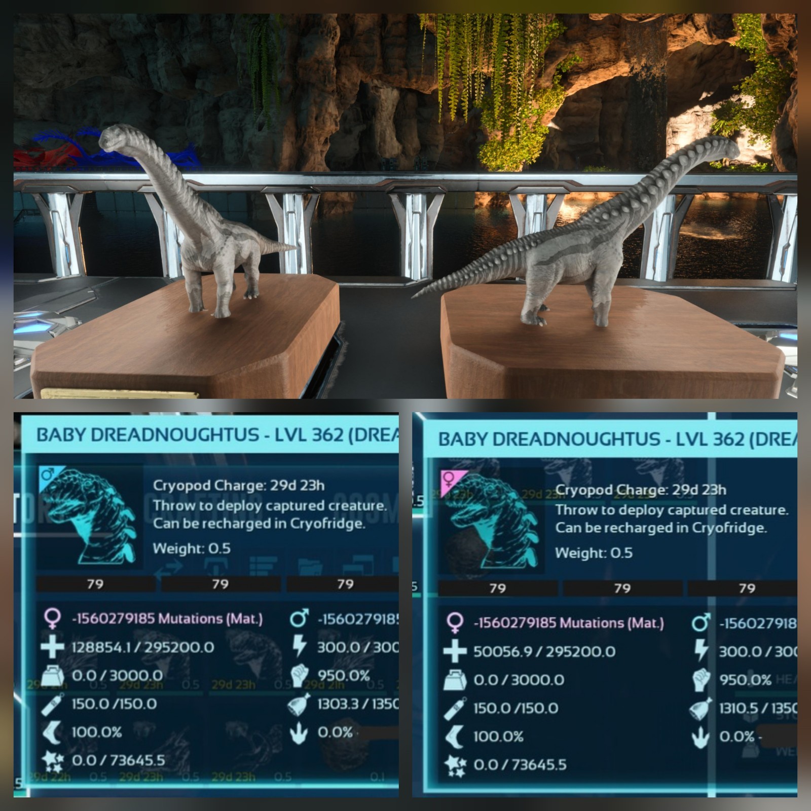 DREADNOUGHTUS BLACK ID79 TOP STATUS BABY PAIR ARK ASCENDED PVE PC/XBOX/PS5