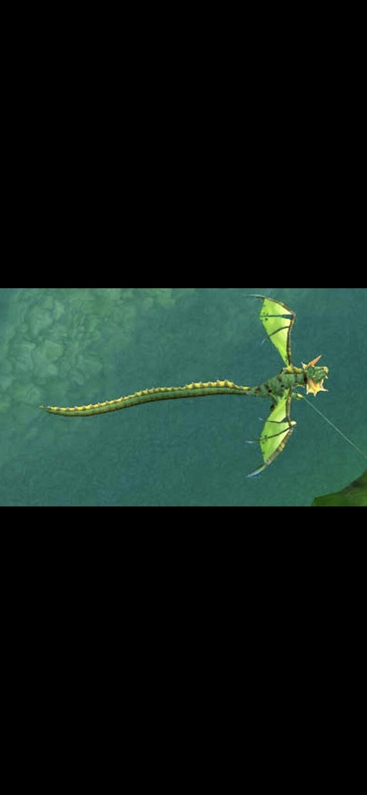 World of Warcraft – Dragon Kite – In Game Trade – Digital Pet – NO CARD