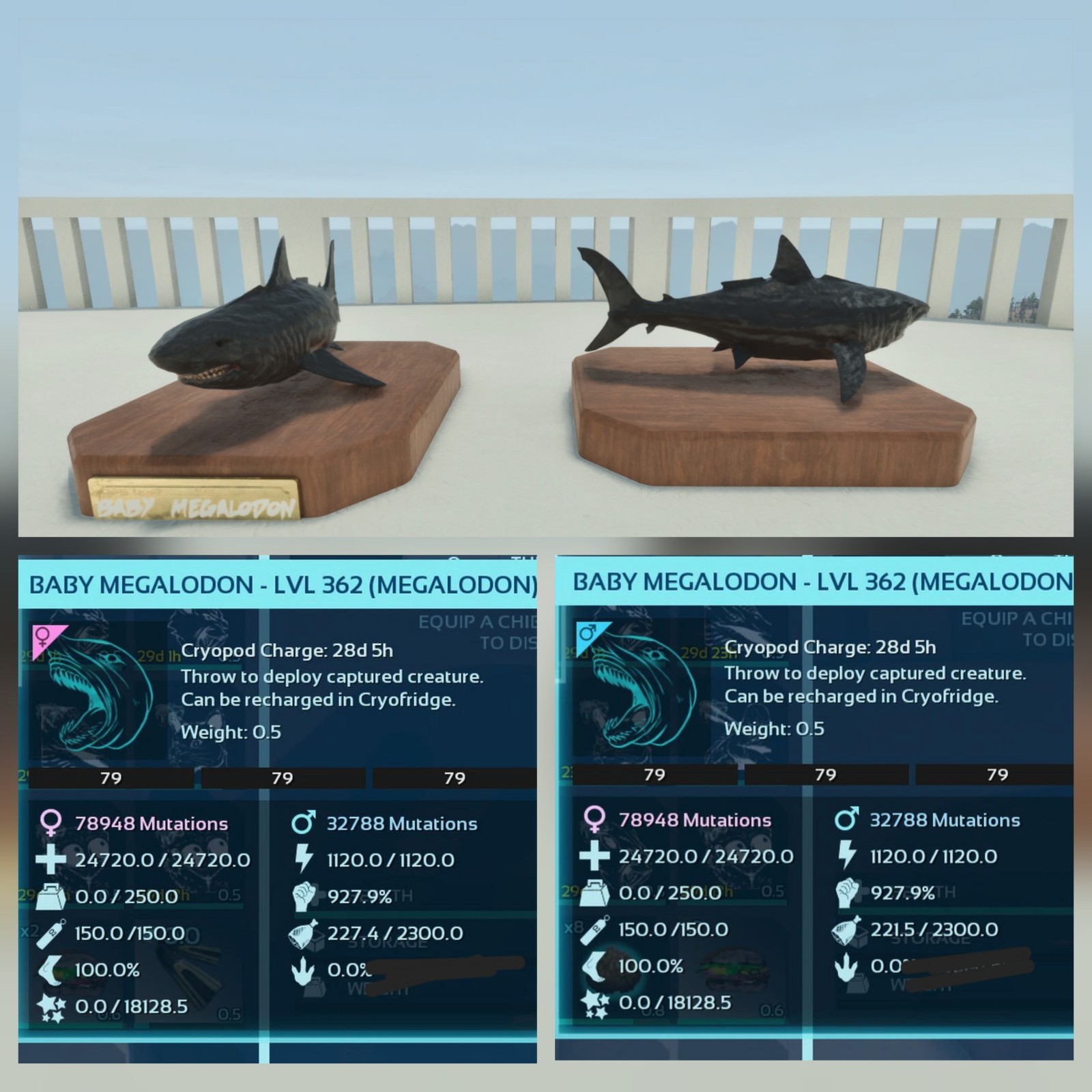 NEW TOP MEGALODON BLACK ID79 BABY PAIR ARK ASCENDED PVE OFFICIAL PC/XBOX/PS5