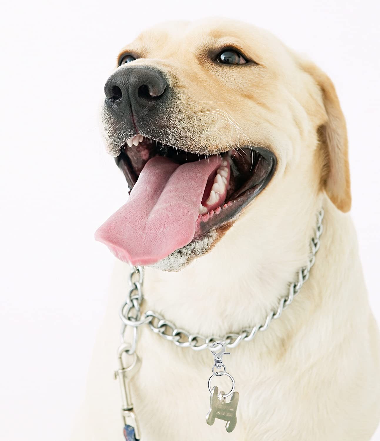 Dog Tag Clips Penta Angel 4Pcs Pet Length: 1.26 inches, Width: 1 inch, Silver