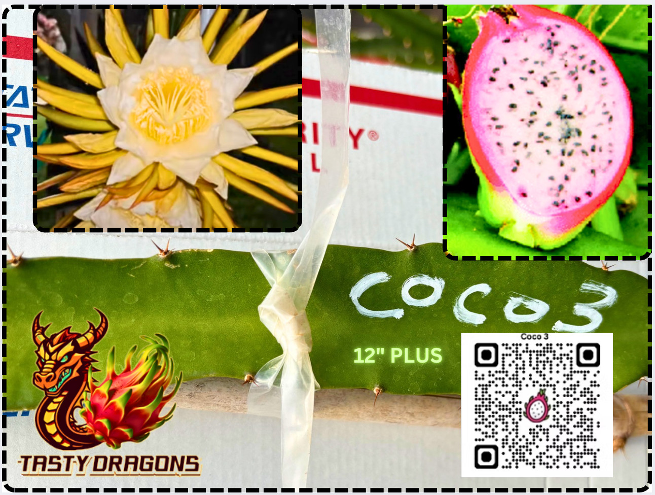 Coco 3 Dragon Fruit STARTER