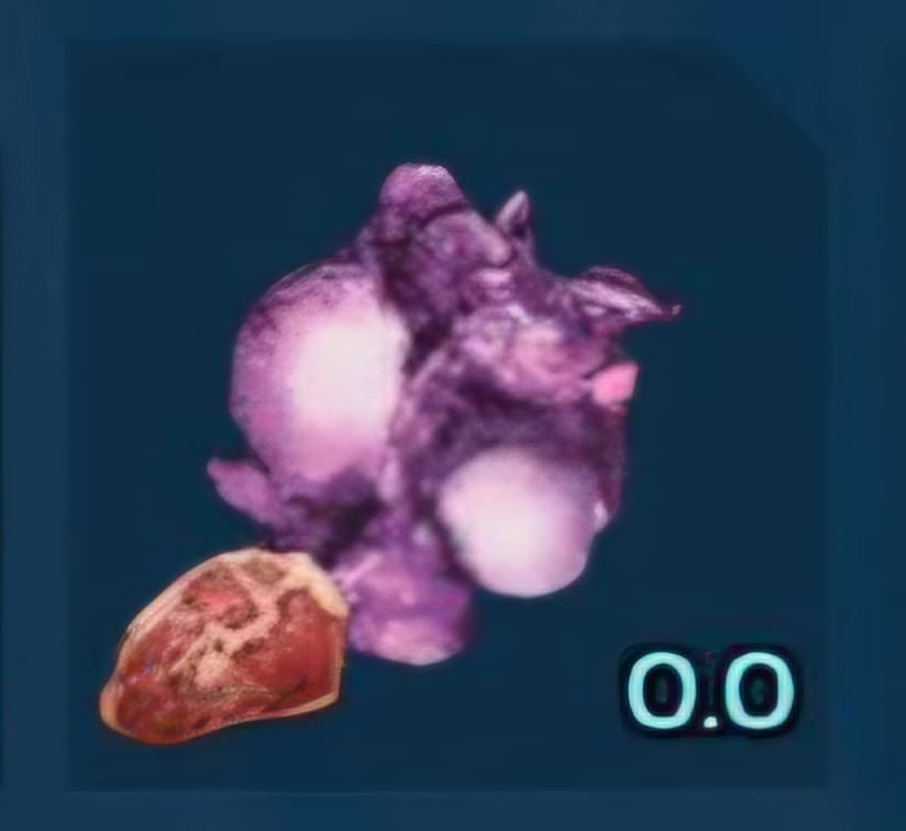 Plant Proto Species Seeds Ark Ascended Pve Official PC/XBOX/PS5 R-SEEDS R-1