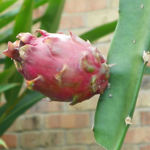 Neon Dragon Fruit STARTER