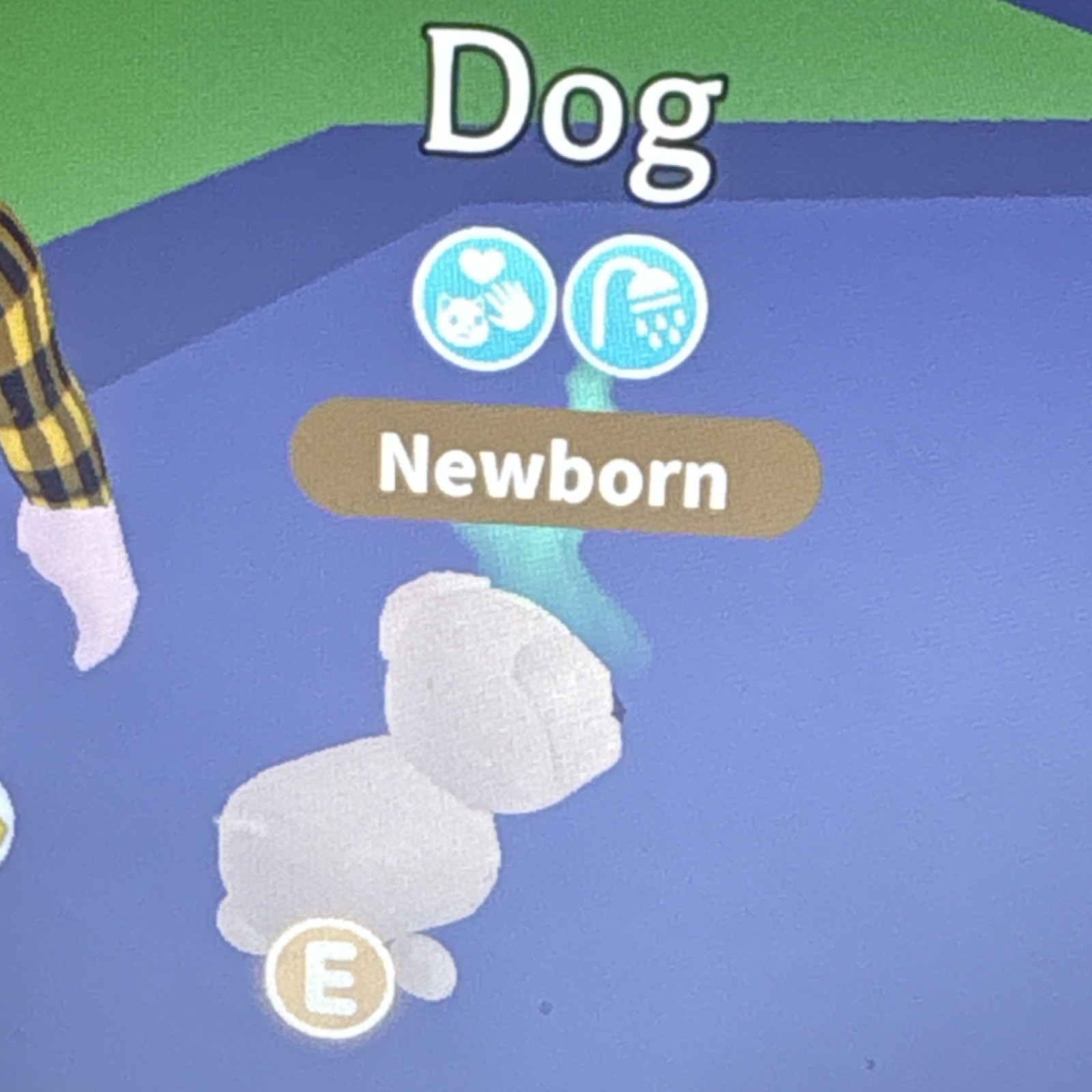 Adopt Me! Dog Newborn Virtual Pet PC Multiplayer In-Game Item