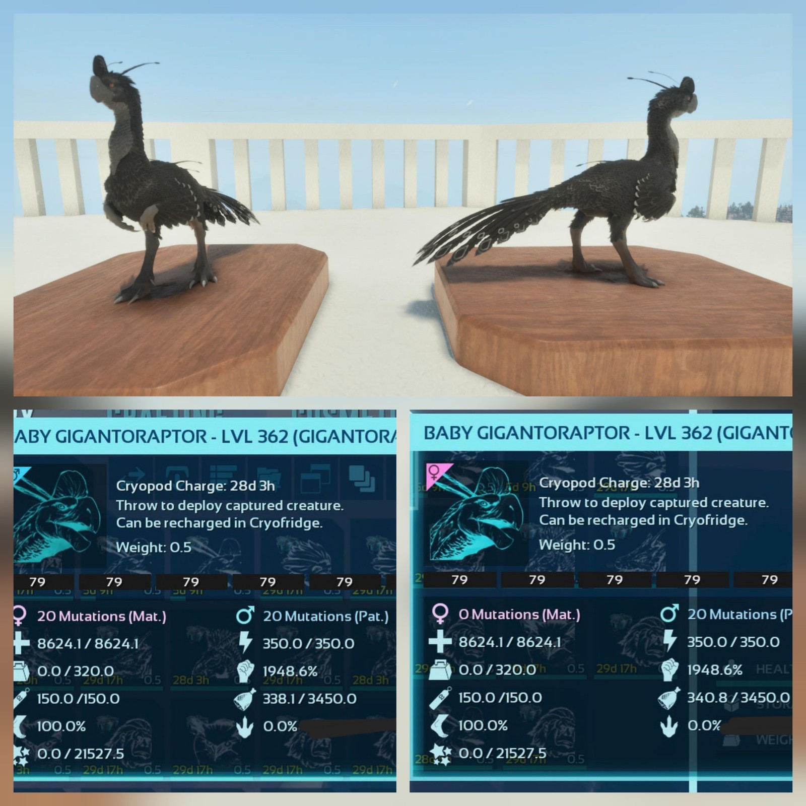 GIGANTORAPTOR TOP MELEE FULL BLACK ID79 PAIR BABY ASCENDED PVE PC/XBOX/PS5