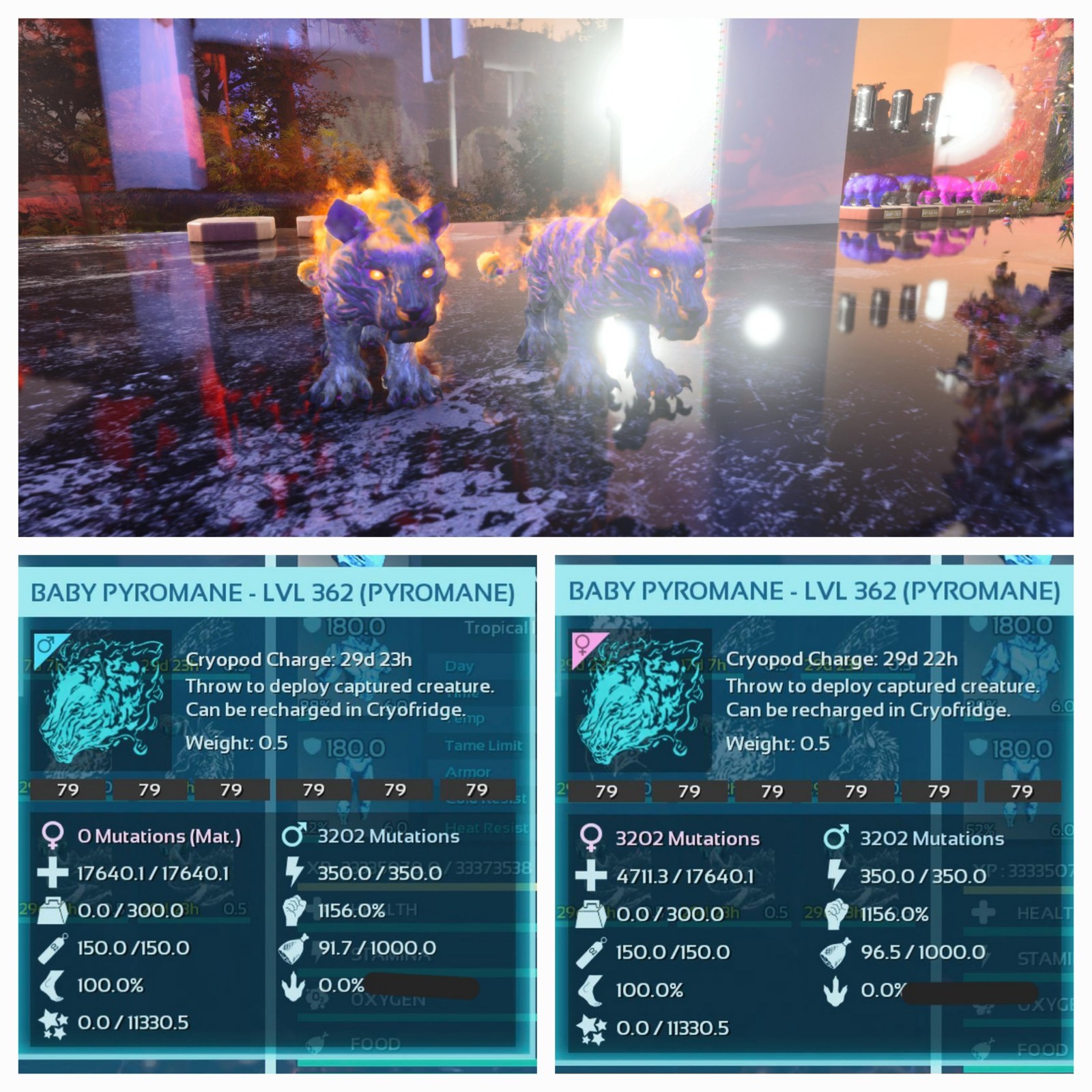 ARK ASCENDED PVE OFFICIAL PAIR BABY PYROMANE BLACK #79 HIGH STATUS PC/XBOX/PS5