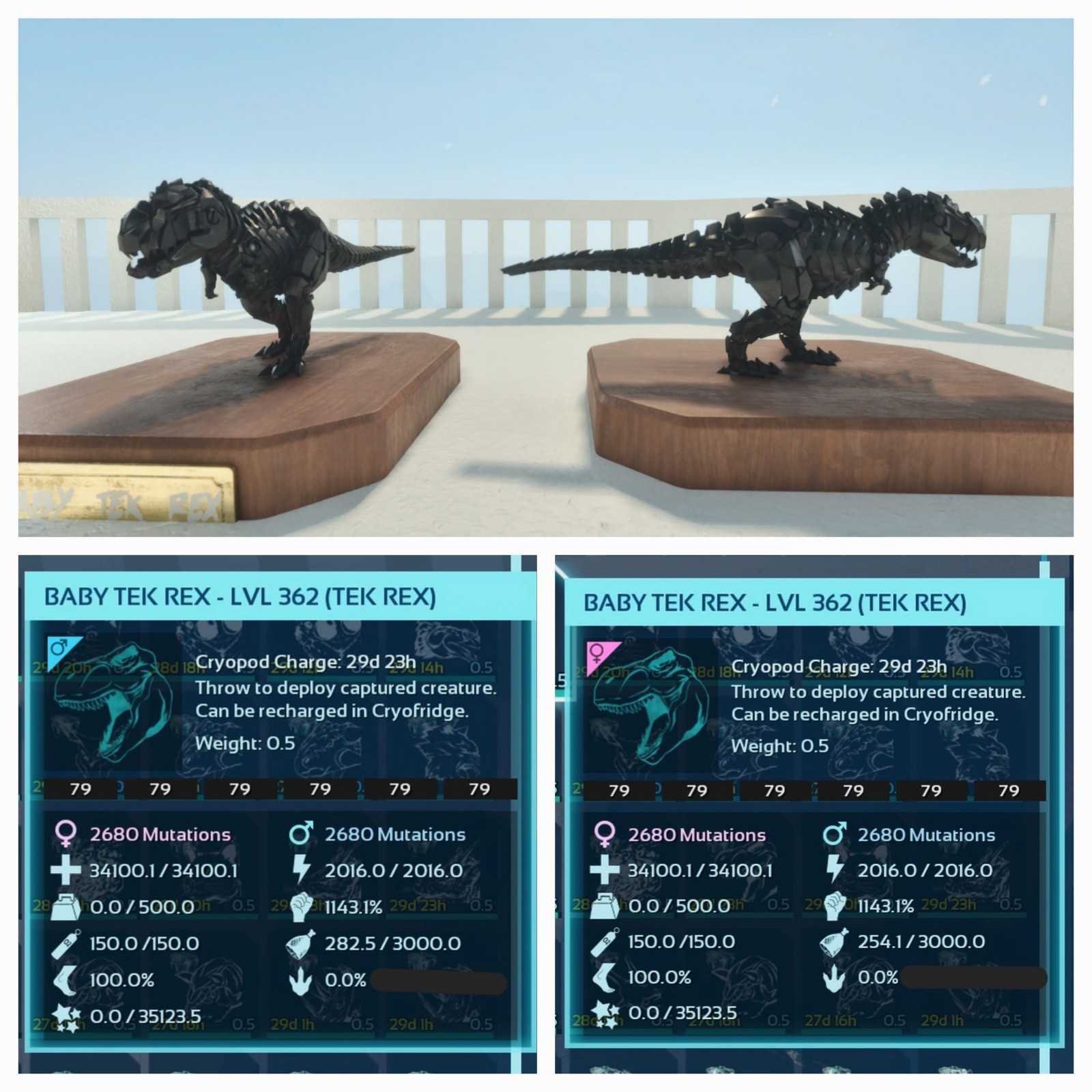 TOP TEK REX BLACK ID79 BABY PAIR ARK ASCENDED PVE. PC/XBOX/PS5.