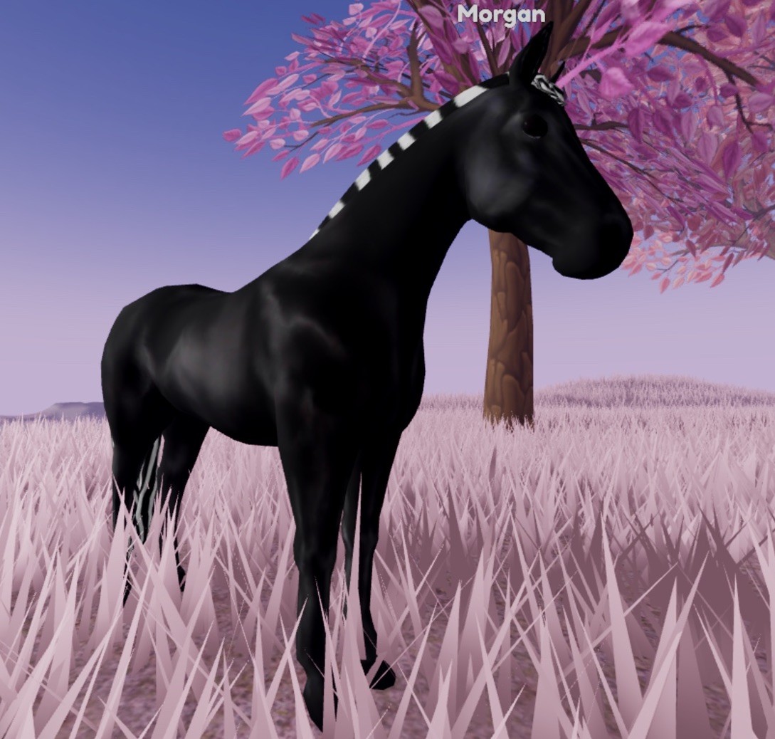 Wild Horse Islands 🌸 IUH NEW MORGAN Perfect Zebra Black 🌸
