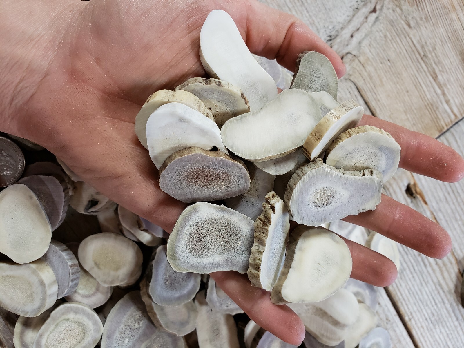 1lb Deer Antler Slices for Buttons, Charms or Runes XL Extra Large Size 1 pound