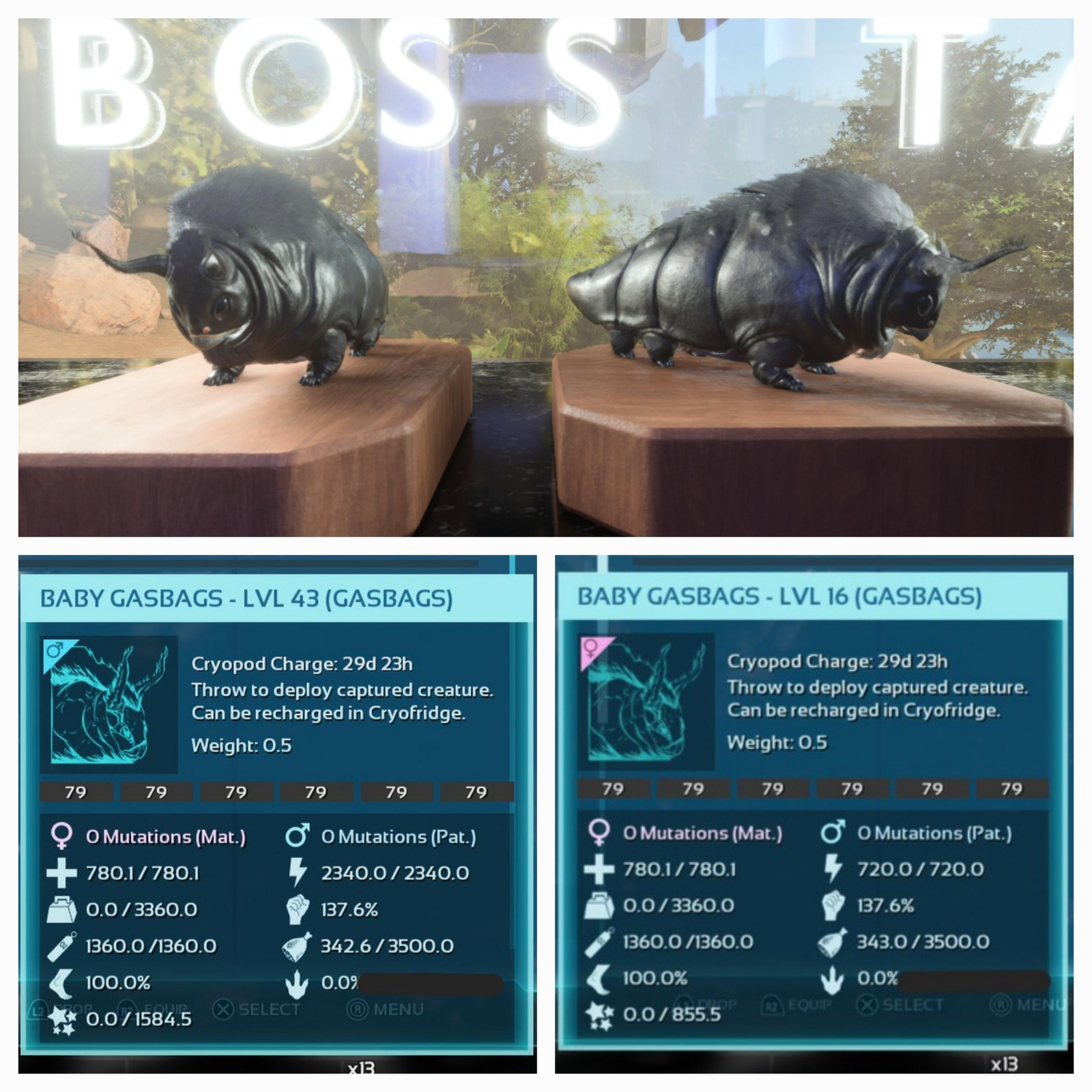 ARK ASCENDED PVE OFICIAL PAIR BABY GASBAGS BLACK #79 PC/XBOX/PS5