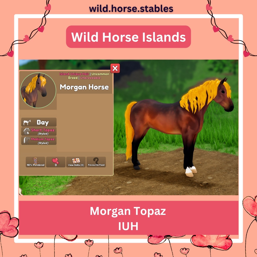 Wild Horse Islands – Morgan Horse IUHS