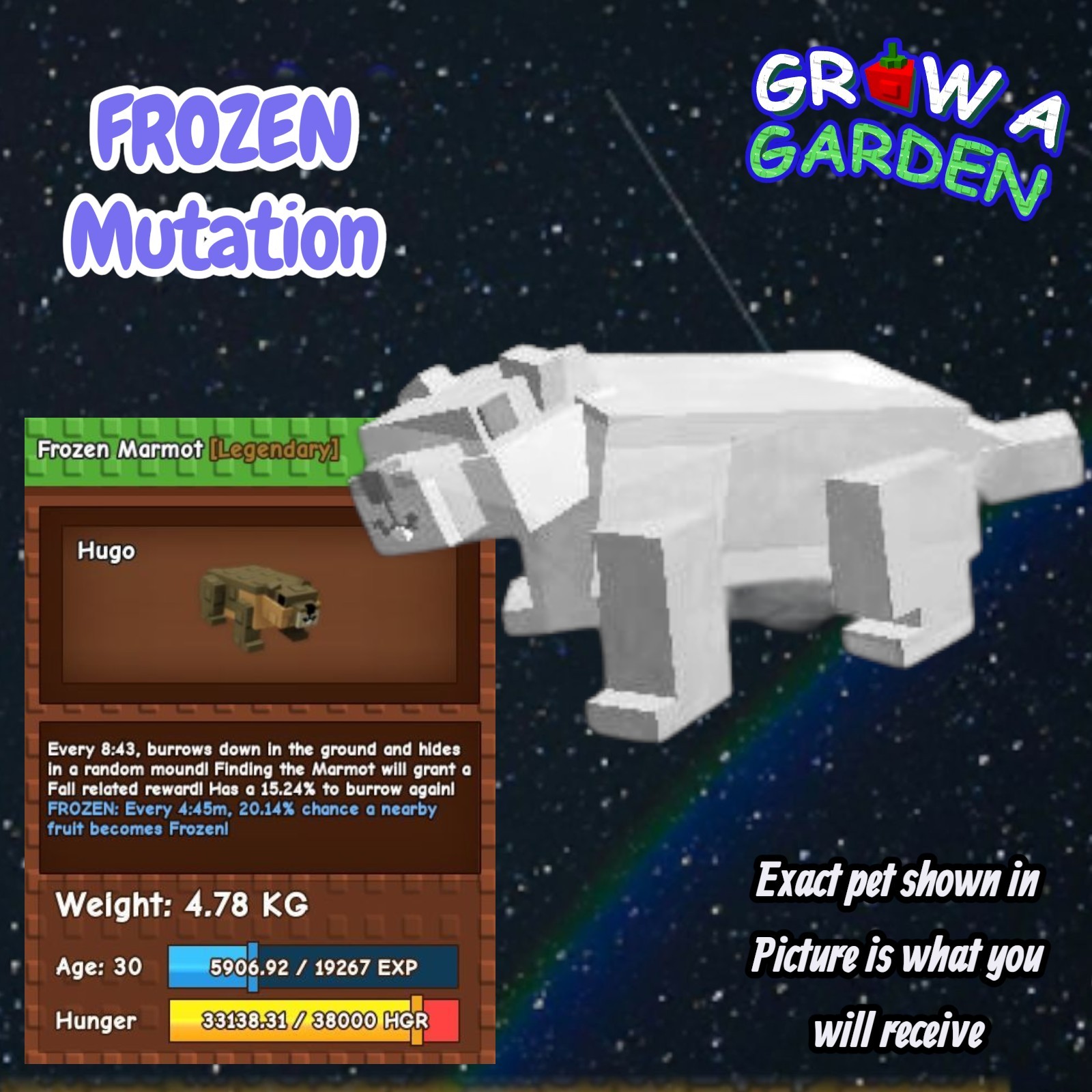 FROZEN Marmot Pet. Age/Weight Shown In Photo. Grow A Garden. Same Day