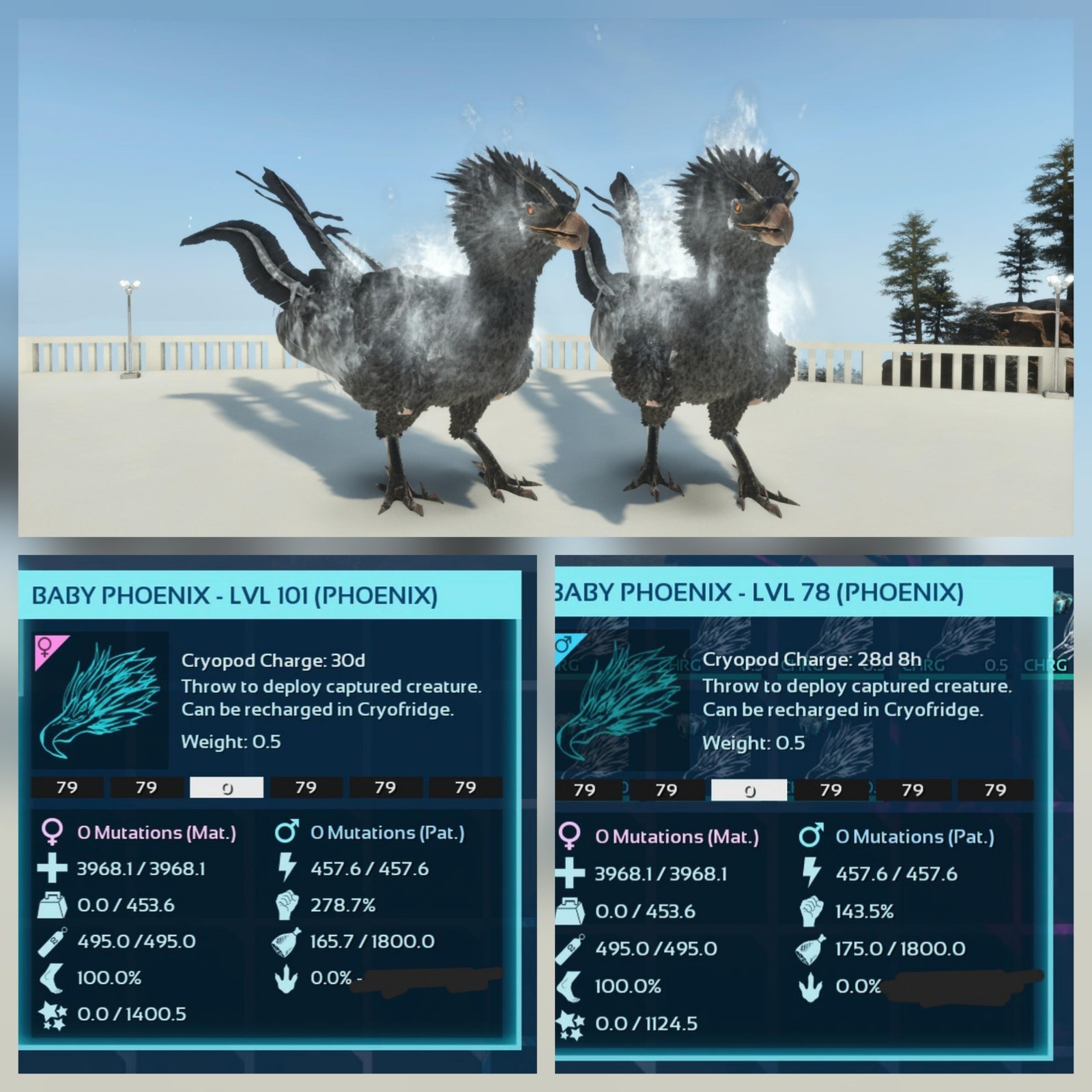 PHOENIX FULL BLACK ID79 BABY PAIR ARK ASCENDED PVE PC/XBOX/PS5