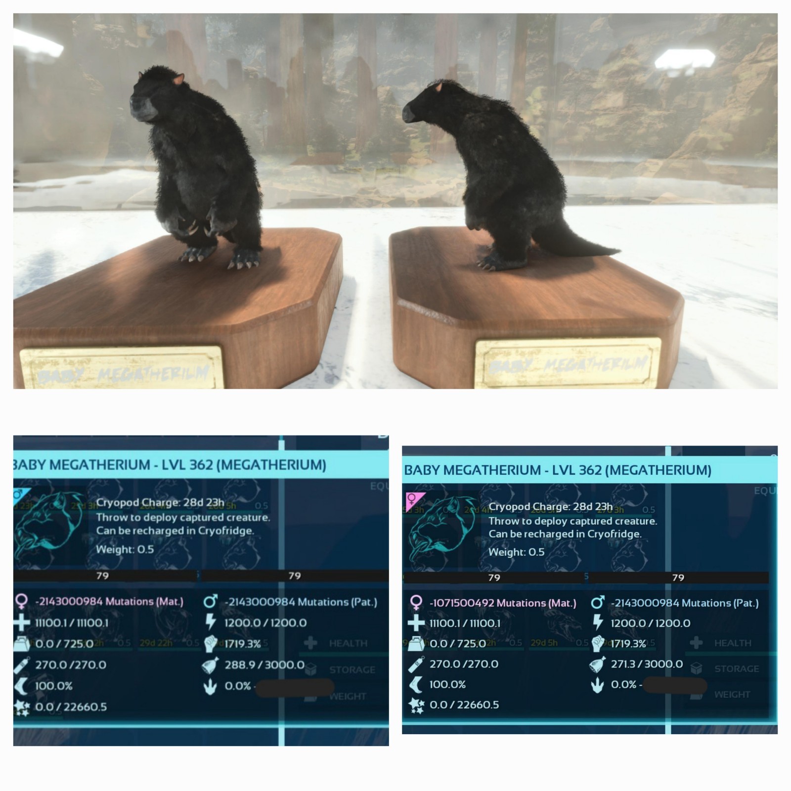 ARK ASCENDED PVE OFFICIAL PAIR BABY MEGATHERIUM BLACK #79 NEW TOP MELEE 1719%