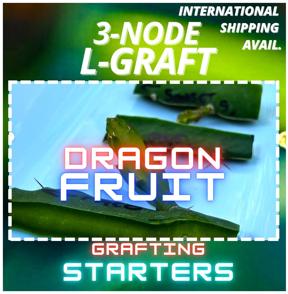 Coco 3 Dragon Fruit STARTER