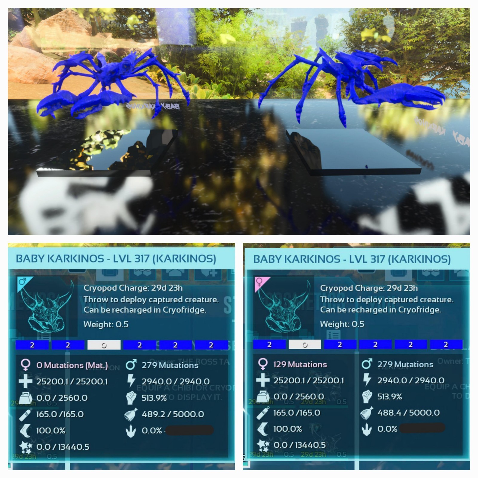 ARK ASCENDED PVE OFFICIAL PAIR BABY KARKINOS BLUE 25K HP 2.5K WEIGHT 513 MELEE