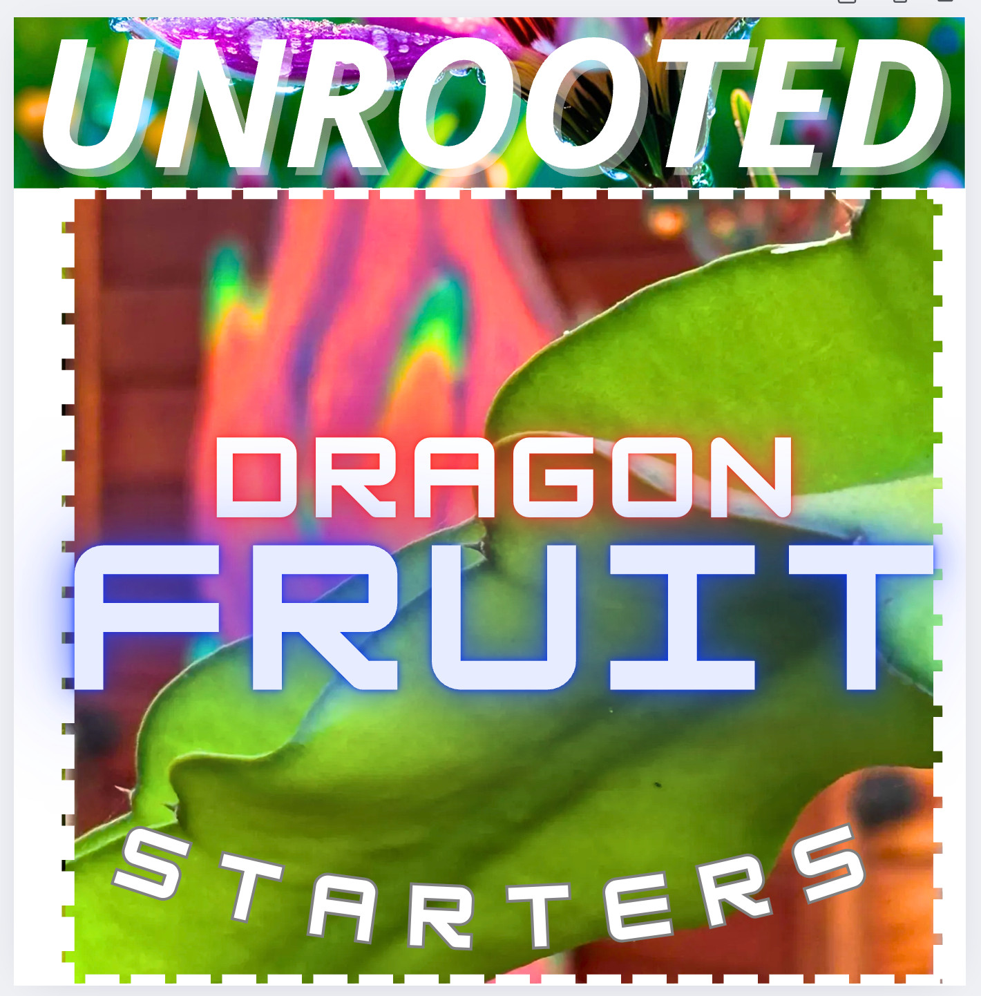 Neon Dragon Fruit STARTER