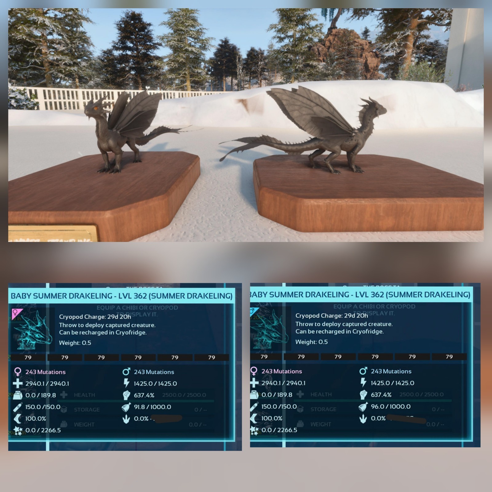 DRAKELING SUMMER BLACK ID79 PAIR BABY ARK ASCENDED PVE PC/XBOX/PS5