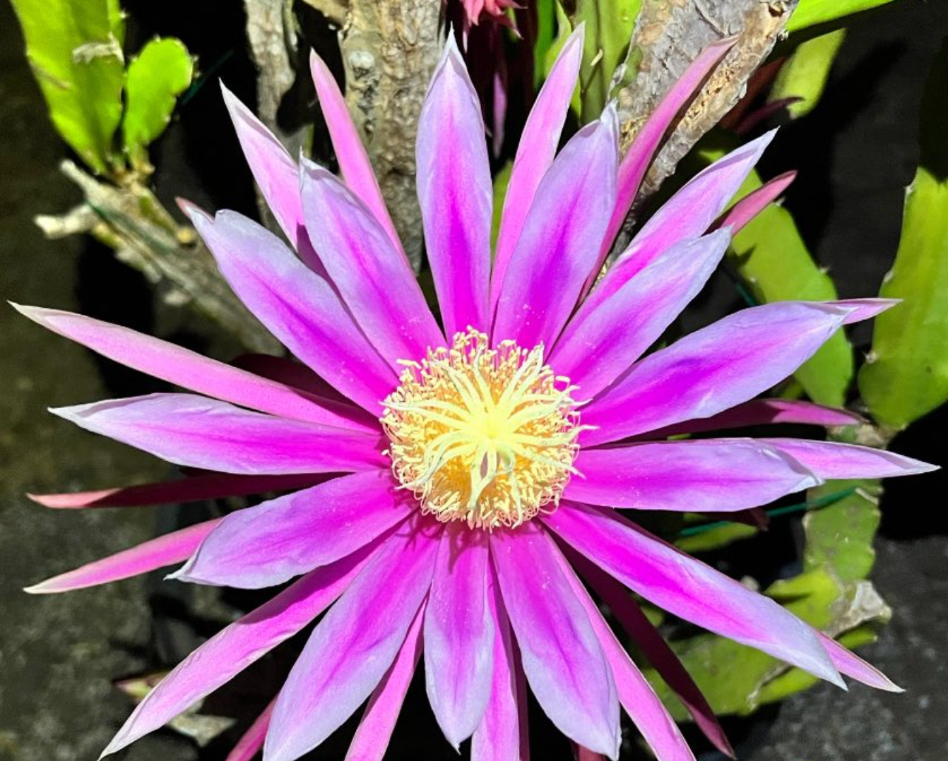 Asunta 2 Dragon Fruit