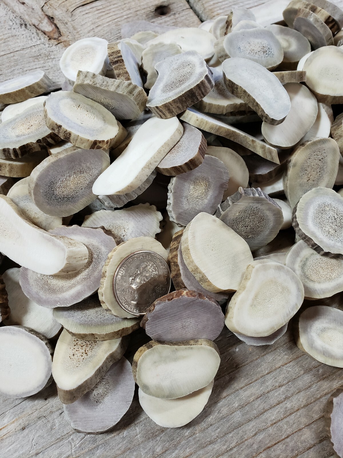 1lb Deer Antler Slices for Buttons, Charms or Runes XL Extra Large Size 1 pound