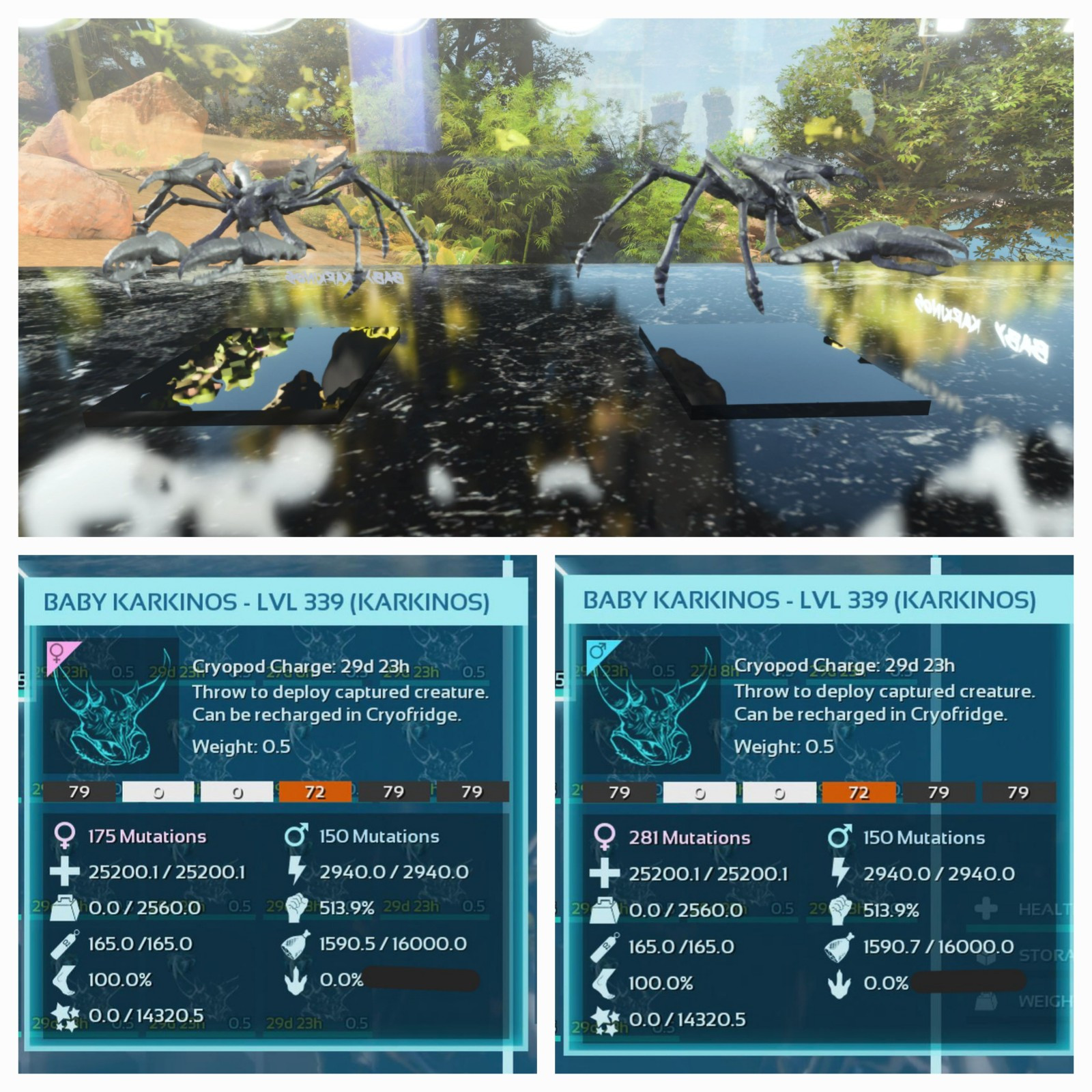 ARK ASCENDED PVE OFFICIAL PAIR BABY KARKINOS BLACK 25K HP 2.5K WEIGHT 513 MELEE