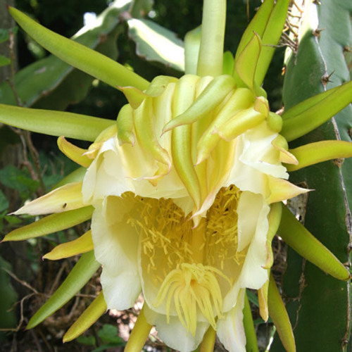 Neon Dragon Fruit STARTER
