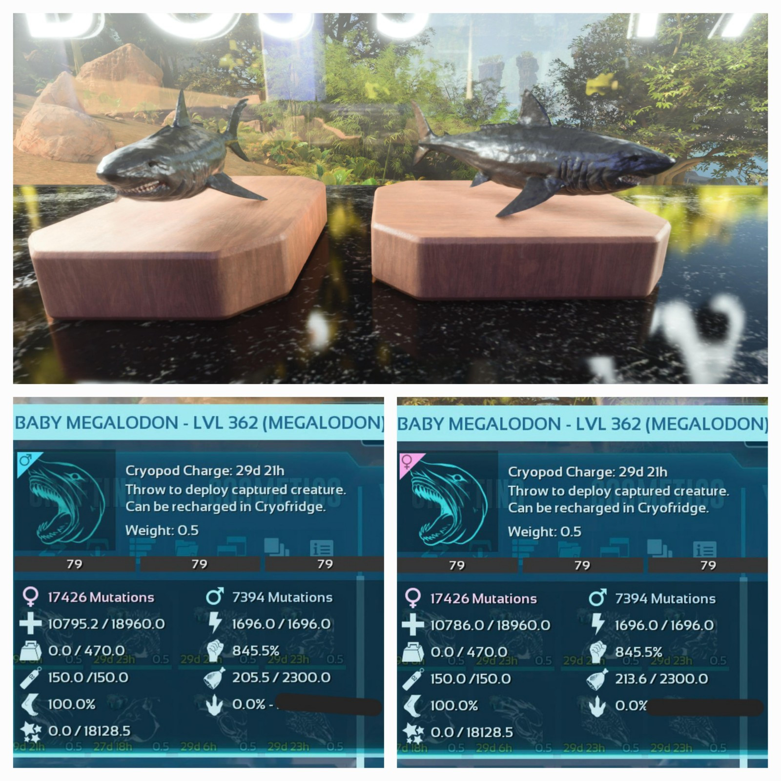 ARK ASCENDED PVE OFFICIAL PAIR BABY MEGALODON BLACK #79 HIGH STATUS PC/XBOX/PS5