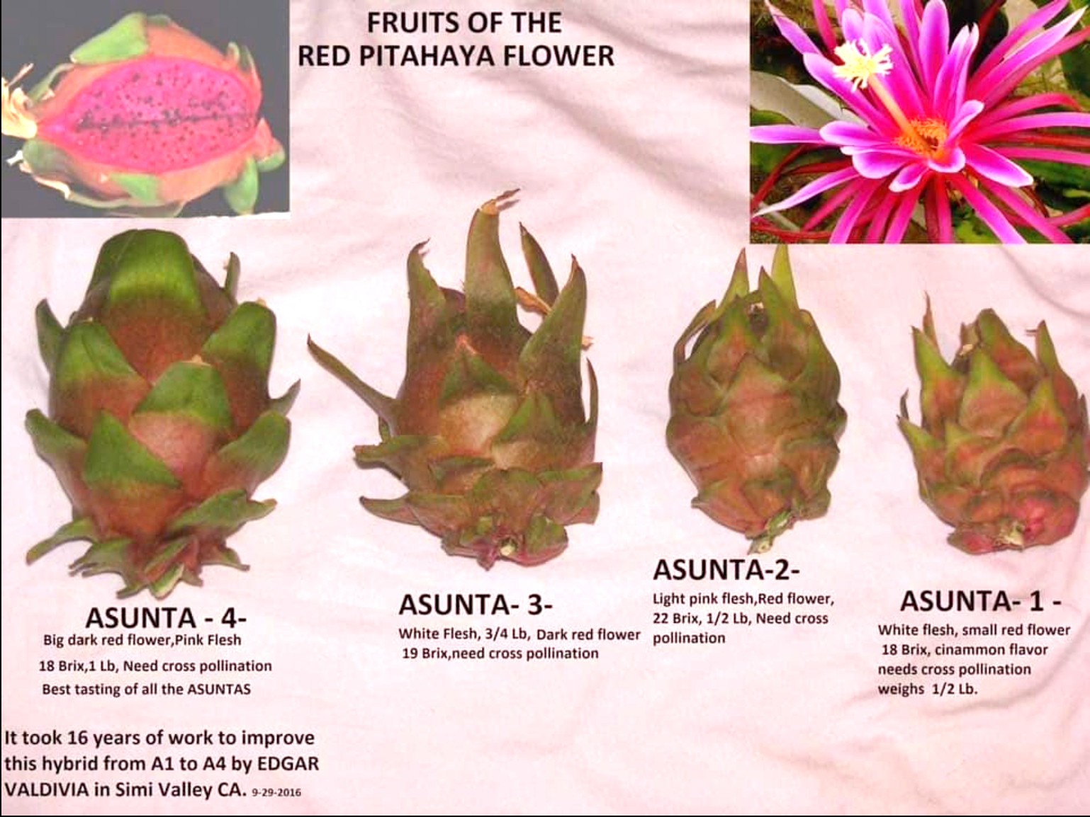 Asunta 2 Dragon Fruit