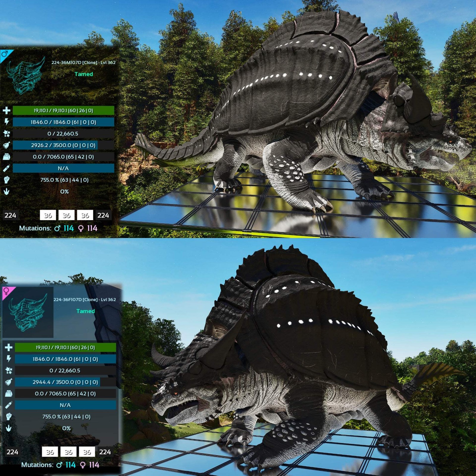 Grand Tortugar Tank Lvl 362 ASA PVE 🦖ARK Survival Ascended