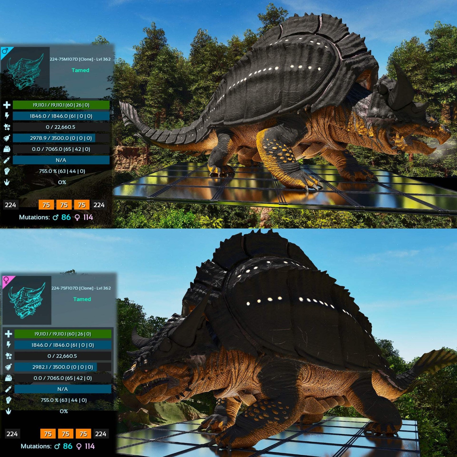 Grand Tortugar Tank Lvl 362 ASA PVE 🦖ARK Survival Ascended