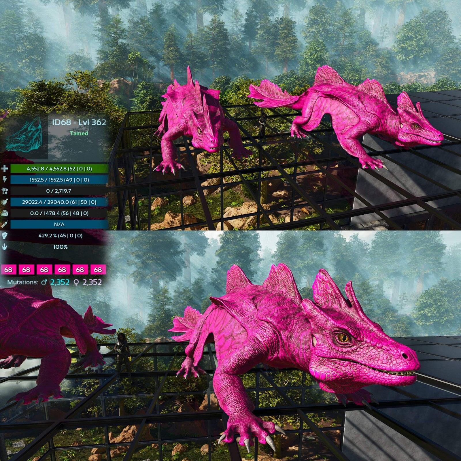 Maeguana Max Level 362 🍼 ASA PVE 🦖ARK Survival Ascended