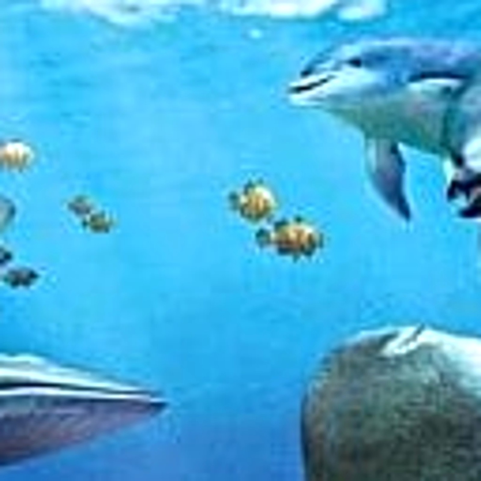 Goku Birei Aquarium: Sekai no Sakana to Iruka Kujira Tachi NDS NTSC-J CIB