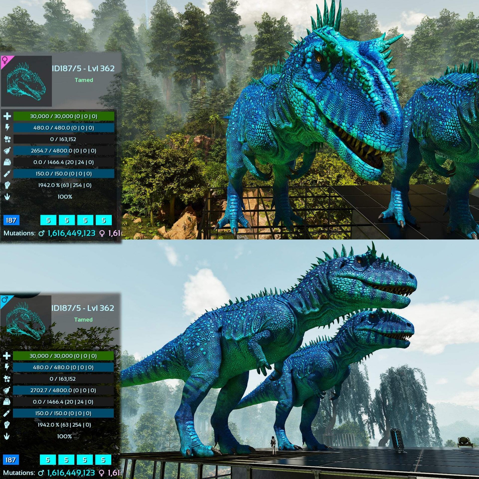 ASA PVE 🦖ARK Survival Ascended Carcharodontosaurus Carcha 1942%melee Imprinted