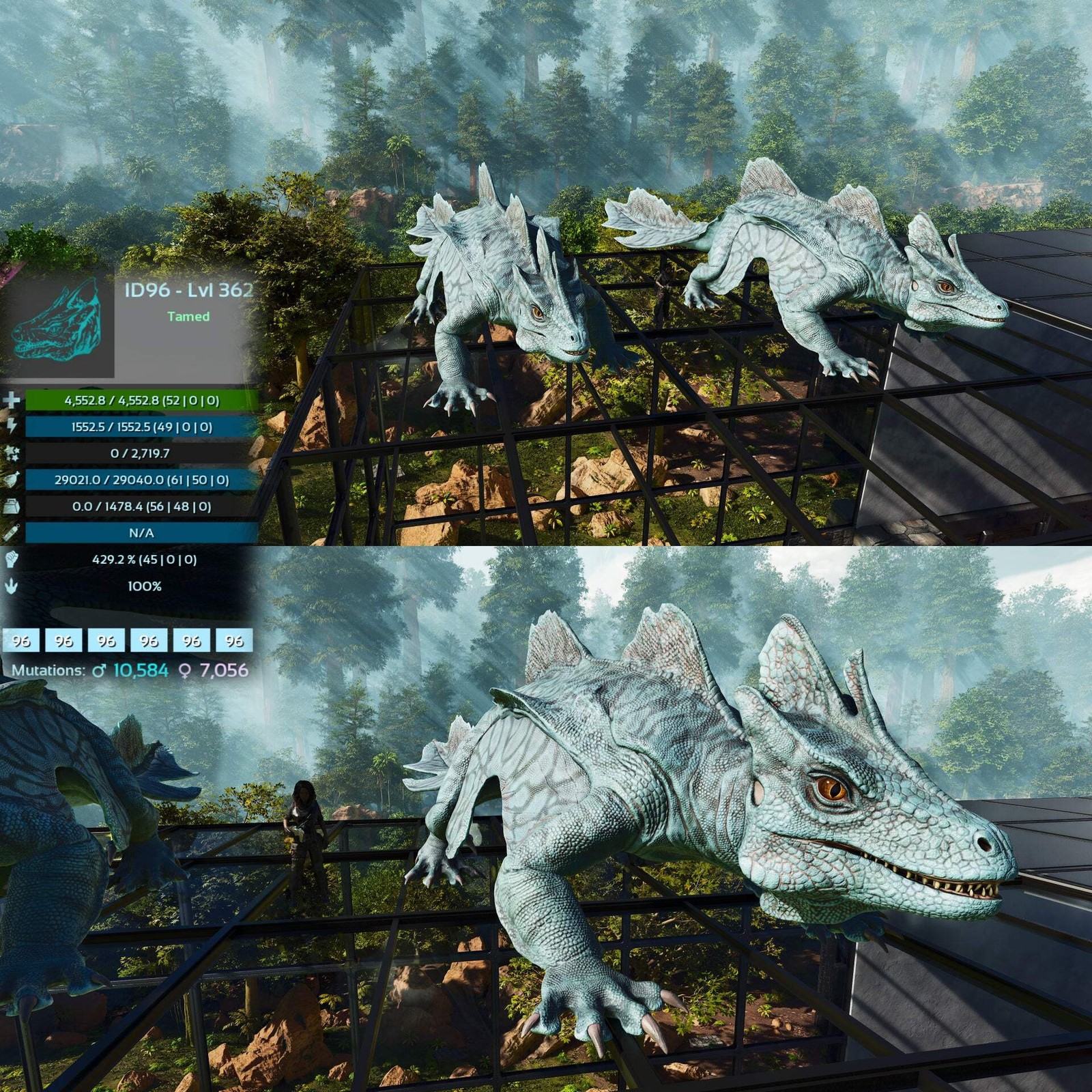 Maeguana Max Level 362 🍼 ASA PVE 🦖ARK Survival Ascended
