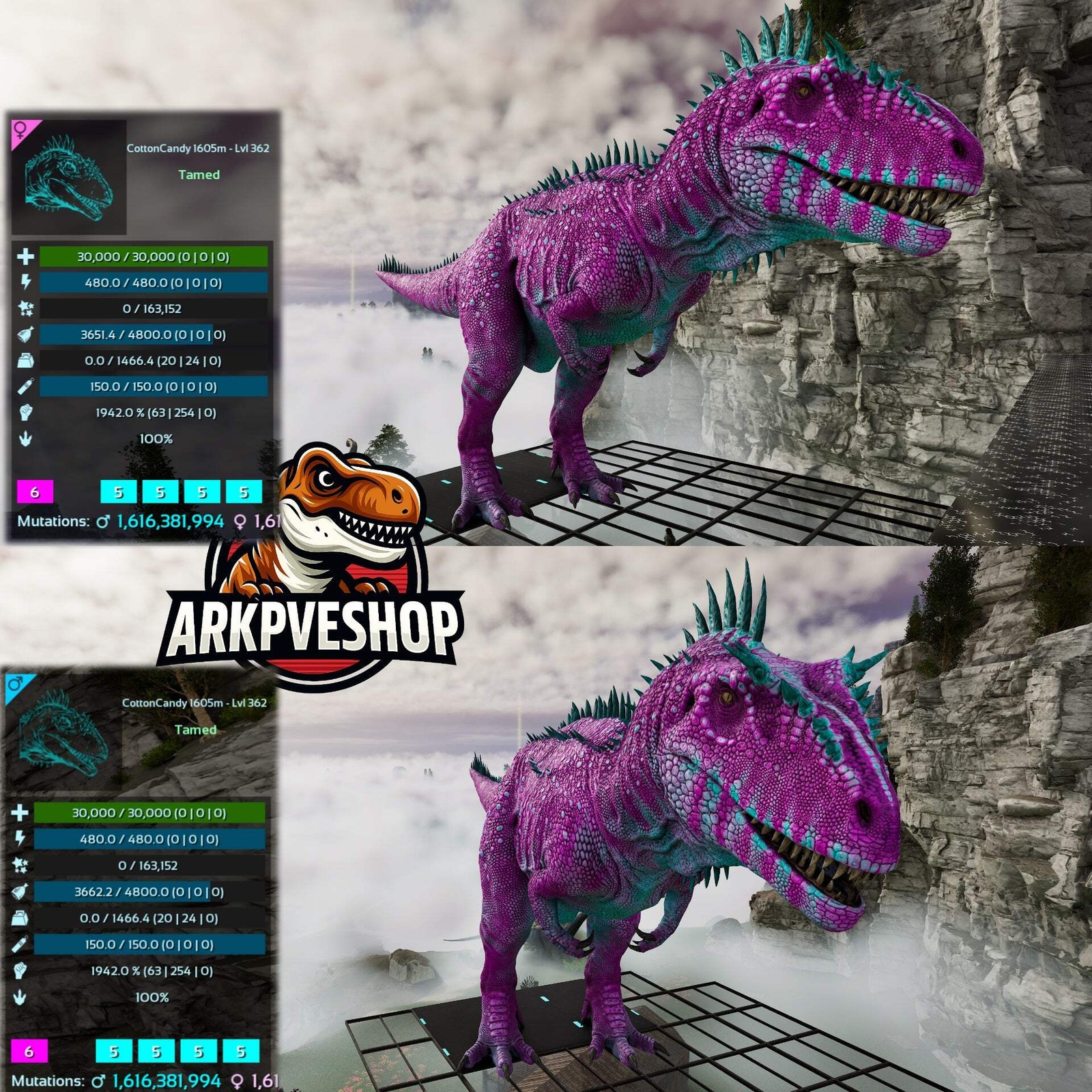 ASA PVE 🦖ARK Survival Ascended Carcharodontosaurus Carcha 1942%melee Imprinted