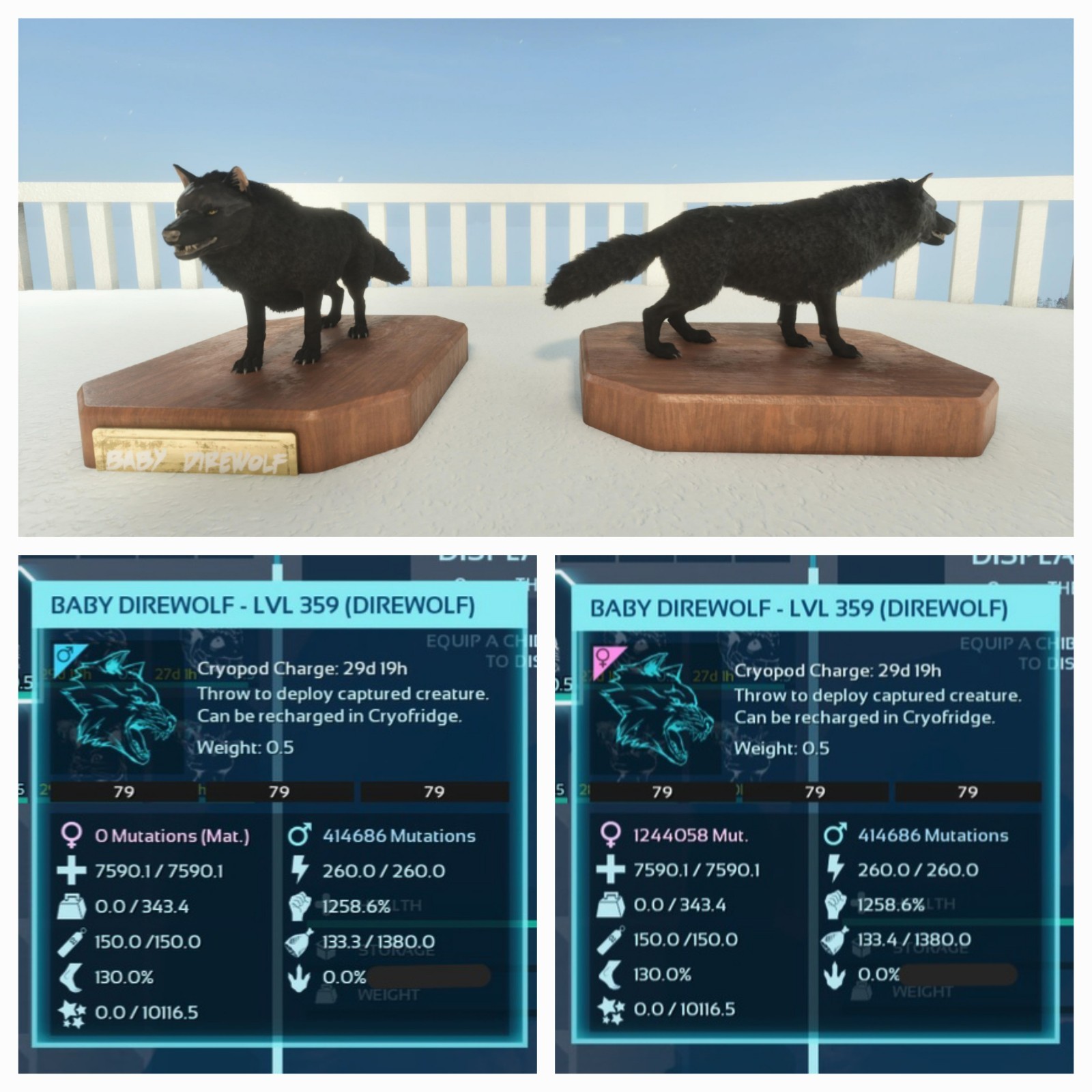 ARK ASCENDED PVE PAIR BABY DIREWOLF BLACK ID79 NEW TOPSTATUS PC/XBOX/PS5